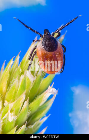 Close-up d'une tique femelle recherche sur une herbe printemps épillet. Ixodes ricinus. L'acarien parasite dangereux de ramper sur plante verte. Acari. Ciel bleu. Banque D'Images