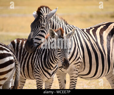 Close up of le zèbre de Burchell avec poulain sur les herbages. Moremi, Okavango Delta, Botswana Banque D'Images