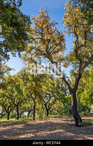 La plantation d'arbres de liège dans la Serra de Monfurado, près de l'Almendres Cromlech, près de l'Alentejo, Evora, Portugal Central Banque D'Images