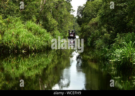 Klotok, un bateau traditionnel en bois, navigue sur la rivière Sekonyer avec les touristes.Parc national de Tanjung Puting, Kalimantan-Bornéo, Indonésie Banque D'Images