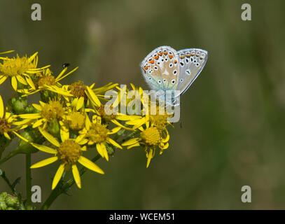 Papillon Bleu commun, Polyommatus icarus, Lycaenidae, se nourrissant de séneçon jacobée , Lancashire, Royaume-Uni Banque D'Images