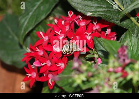 Abeille jaune et noir poilu un type d'abeille amegilla digger d'Amérique latine qui se nourrit d'une famille rouge pentas lanceolata a également appelé un Égyptien fleur starcluster Banque D'Images