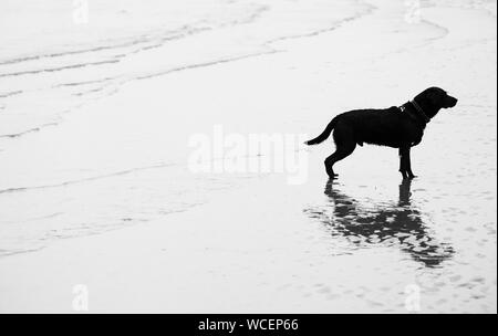 Chien Labrador noir debout sur la rive. Banque D'Images