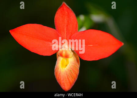 Phragmipedium besseae. Slipper Orchidée fleur Banque D'Images