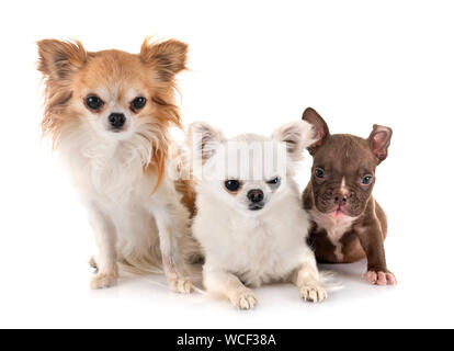 Chiot american bully et les chihuahuas, in front of white background Banque D'Images