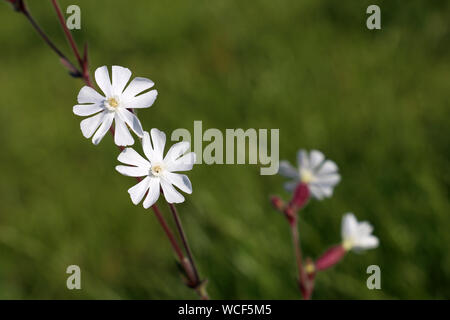 Silene latifolia, silène fleur sur un pré vert arrière-plan. Beauté de la nature d'été Banque D'Images