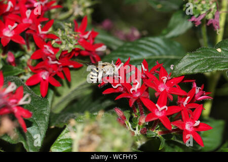 Abeille jaune et noir poilu un type d'abeille amegilla digger d'Amérique latine qui se nourrit d'une famille rouge pentas lanceolata a également appelé un Égyptien fleur starcluster Banque D'Images