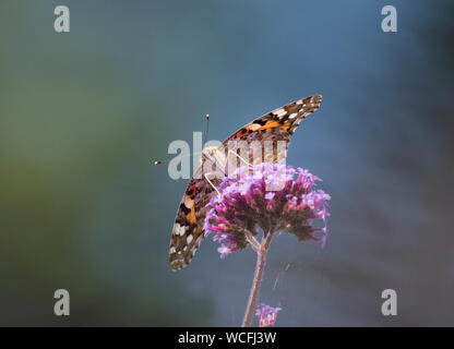 Papillon belle dame, Cynthia cardui, se nourrissant de Verbena bonariensis, Lancashire, UK Banque D'Images