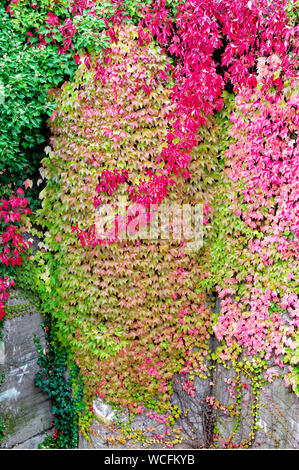 Selbstkletternde Jungfernrebe, lateinisch Parthenocissus quinquefolia Banque D'Images