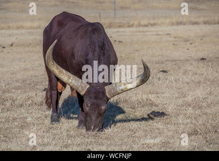 Un grand-duc d'grazws Ankole-Watusi africains bull sur l'herbe d'hiver dans un champ image avec copie espace Banque D'Images