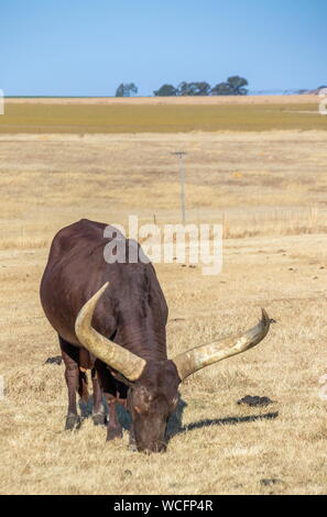 Un grand-duc d'grazws Ankole-Watusi africains bull sur l'herbe d'hiver dans un champ image avec copie espace Banque D'Images