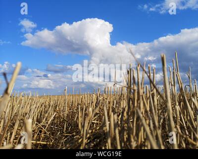 Champ de blé après la récolte avec des chaumes et nuages d'été Banque D'Images