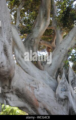 Ficus géant à Cadix, Andalousie, Espagne Banque D'Images