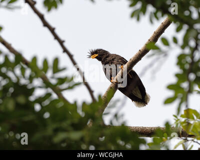 Libre de grand oiseau perché sur une branche Myna isolé sur fond Banque D'Images