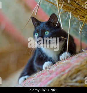 Chat noir et blanc Banque D'Images