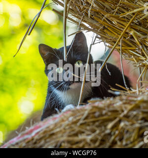 Chat noir et blanc Banque D'Images