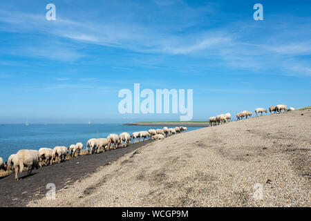 Moutons sur digue près de waddenzee dans la province néerlandaise de Frise près de Harlingen Banque D'Images