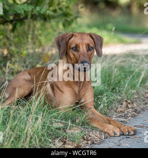 Le Rhodesian Ridgeback Banque D'Images