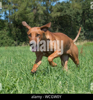 Le Rhodesian Ridgeback Banque D'Images