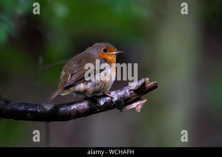 Robin sur la direction générale des trois Banque D'Images