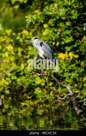 Héron cendré reposant sur une branche d'arbre mort au-dessus de la Virginia Water Lake, UK Banque D'Images