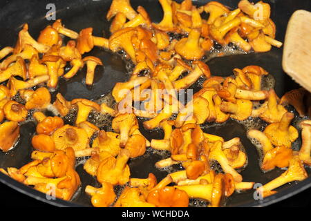 La friture chanterelles fraîches dans une casserole Banque D'Images