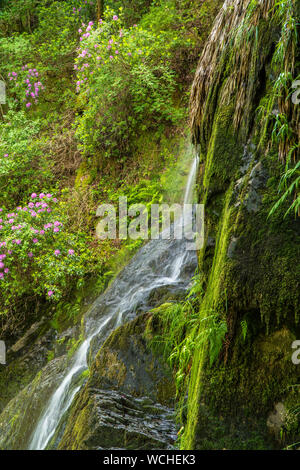 Devil's Bridge falls Pontarfynach Ceredigion, pays de Galles, Royaume-Uni. Juin 2019 Banque D'Images