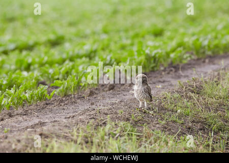 Owlet Chouette chevêche, Athene noctua, East Yorkshire, Angleterre, Royaume-Uni, a présenté à l'Angleterre du 19e siècle, partiellement diurne. Banque D'Images