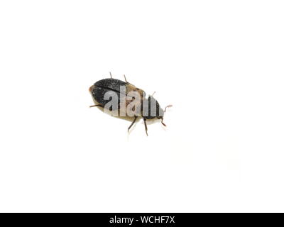 Dermestes lardarius larder beetle isolé sur fond blanc Banque D'Images