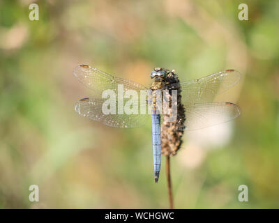 Libellule bleue pâle aka Orthetrum coerulescens Skimmer carénées. Dans l'habitat. Banque D'Images