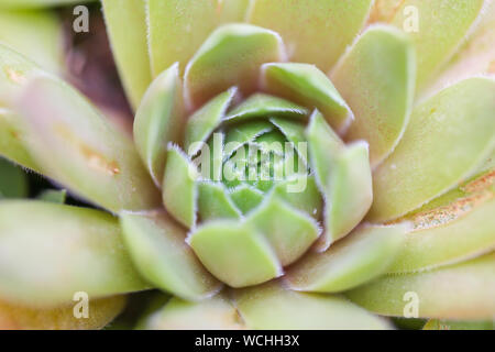 Les feuilles des plantes d'agave pointu - Image Banque D'Images