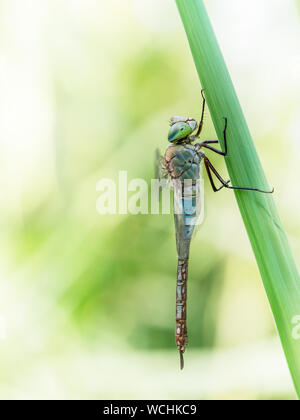 Anax parthenope, le moindre empereur libellules de profil dans la nature. Banque D'Images