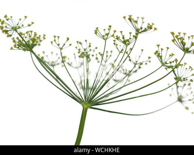 Fleur d'aneth Anethum graveolens plante isolé sur fond blanc Banque D'Images