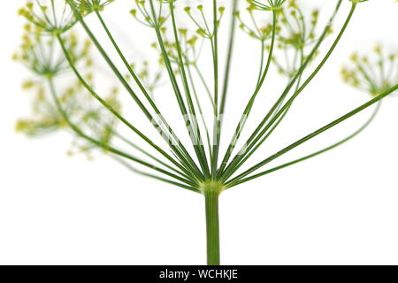 Fleur d'aneth Anethum graveolens plante isolé sur fond blanc Banque D'Images