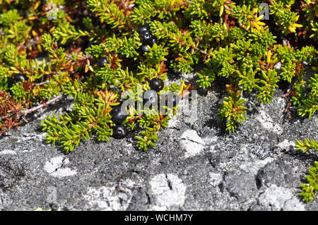 Ripe camarine noire Empetrum nigrum poussant sur le terrain Banque D'Images