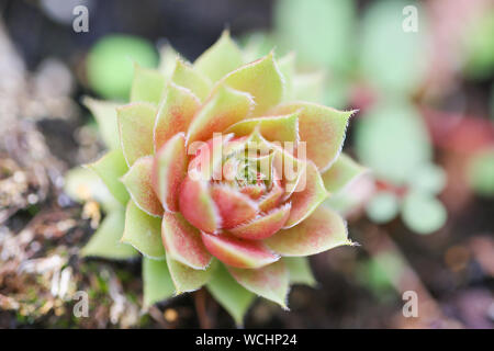 Les feuilles des plantes d'agave pointu - Image Banque D'Images