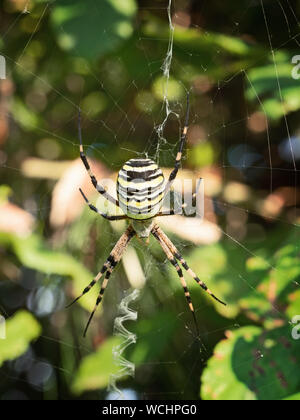 Grande femelle-orb weaver spider Argiope bruennichi Wasp, en web. Énorme abdomen gonflé. Banque D'Images