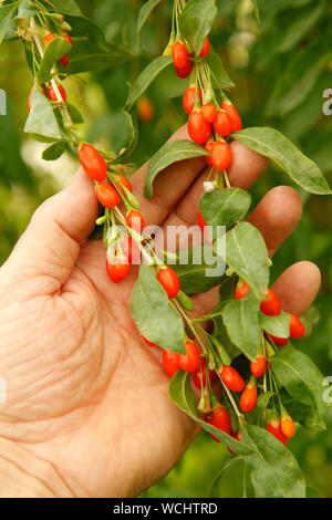 Les baies de goji. Le Lycium barbarum. Banque D'Images