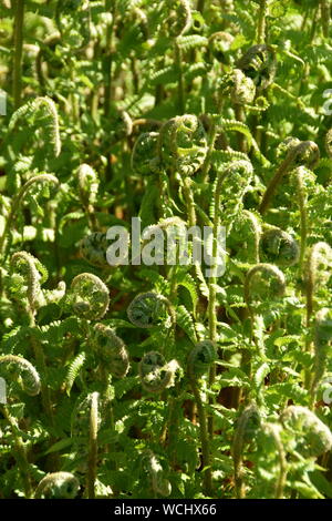 Braun de Lemmon Polystichum braunii au printemps Banque D'Images