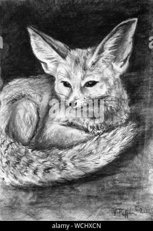 Cute Fennec Fox Photo Stock Alamy