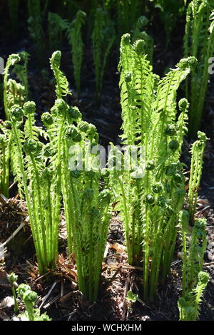 Matteuccia struthiopteris fougère au printemps en pleine croissance Banque D'Images