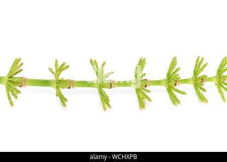 Printemps tige de plante de prêle Equisetum isolé sur fond blanc Banque D'Images