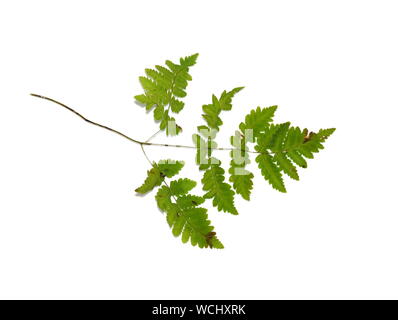 Fougère dryopteris Gymnocarpium chêne commun sur fond blanc Banque D'Images