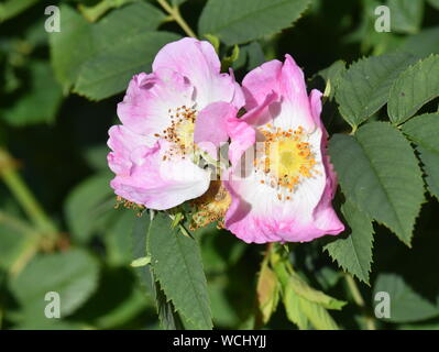 Wild dog rose rosa canina la floraison en été Banque D'Images
