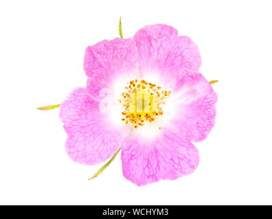 Chien-rose rosa canina isolé sur fond blanc Banque D'Images