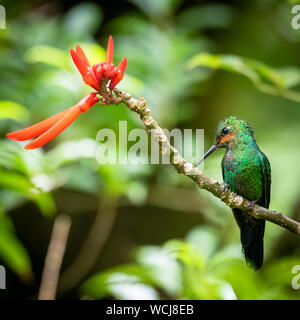 Colibri à poitrine squameuse - Phaeochroma Cuvierii Banque D'Images