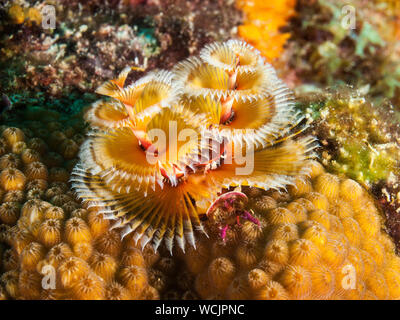 Millepertuis coloré, Spirobranchus giganteus, Mer des Caraïbes, los Roques. SOUS L'EAU Banque D'Images