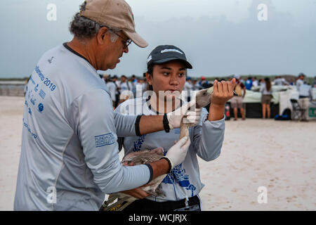 18 août 2019 - Ria Lagartos, Yucatan, Mexique : un vétérinaire bénévole de Africam Safari parc d'ArboTerra examine un poussin après 2019 bandes bandes au cours de flamingo détenus par la Commission nationale des aires naturelles protégées (Comisión Nacional de n-çreas Naturales Protegidas, ou 'CONANP') en collaboration avec Pedro et Elena Hern‡Méndez Foundation à Ria Lagartos dans la réserve de la biosphère de Rio Lagartos, Yucatan, Mexique Romeo Guzman/CSM Banque D'Images