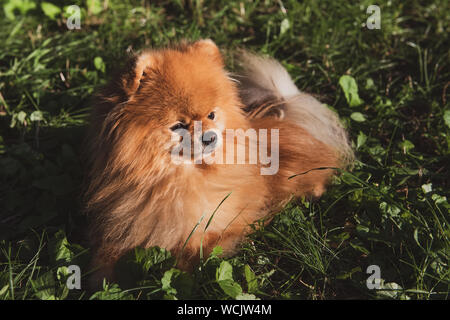 Portrait d'un Spitz marron allongé sur l'herbe verte. Fluffy chien ressemble à un petit lion. Banque D'Images