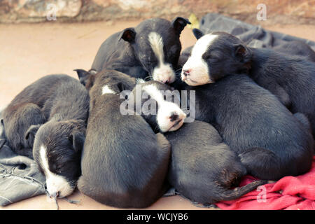 Chiots pauvres dormir sur l'autre. Branche, pauvres, noirs, sales, de l'Inde. Banque D'Images